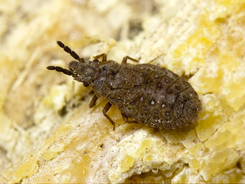 Aradus cinnamomeus Panzer, 1806